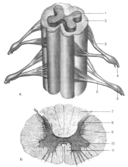 Поперечный разрез спинного мозга анатомия. Поперечный срез спинного мозга анатомия. Серое вещество спинного мозга на поперечном разрезе. Строение спинного мозга анатомия поперечный разрез.