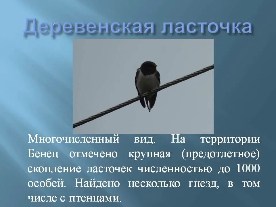 Ласточка. Деревенская Ласточка описание. Деревенская Ласточка Ласточка.. Описание ласточки.