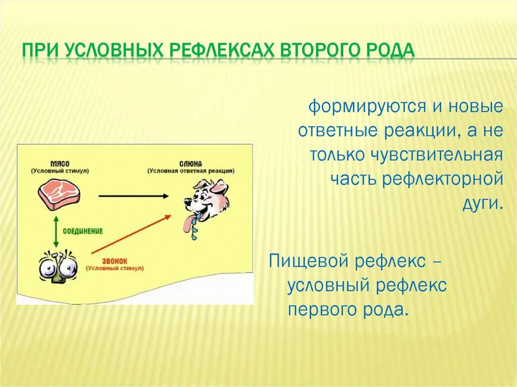 Какой рефлекс у человека является условным. Условные рефлексы у человека. Условные рефлексы второго рода. Условные рефлексы примеры. Условный пищевой рефлекс.