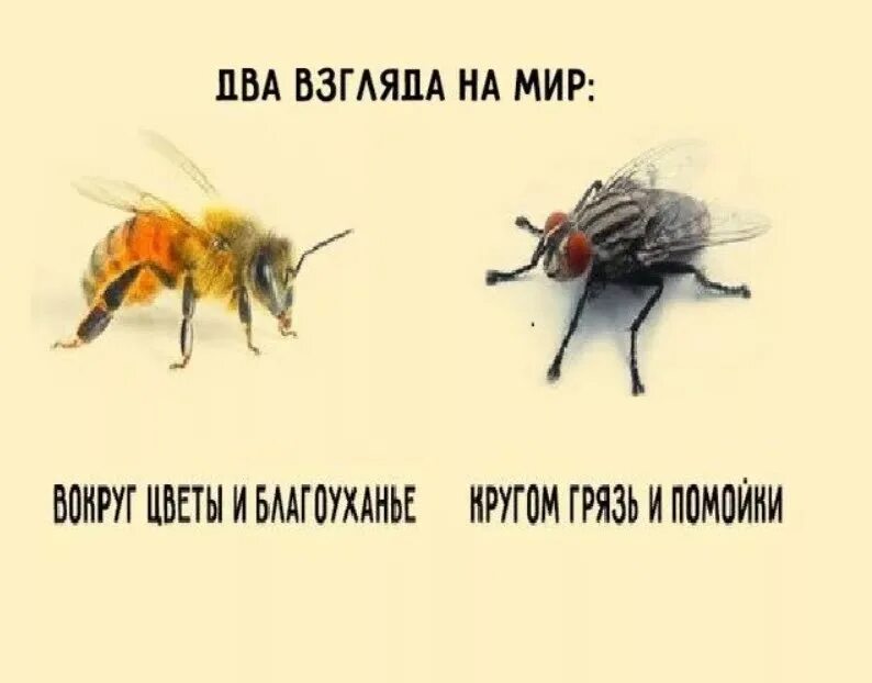 Взгляд мухи и пчелы. Два взгляда на мир иллюстрация. Два взгляда на жизнь пчела и Муха. Муха и пчела.