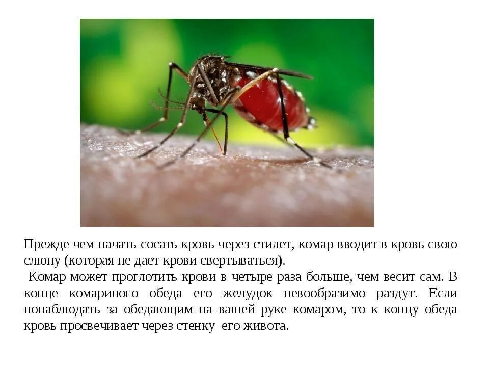 Верите ли вы что комары приносят пользу. Комары толстохоботные. почему комары пьют кровь.