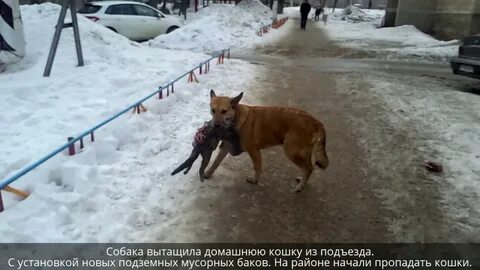 Собака съела что то на улице