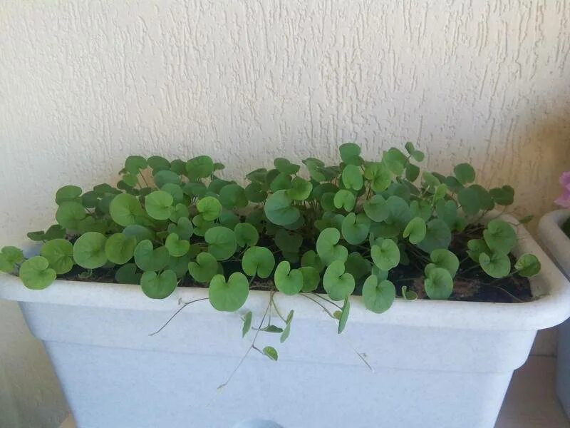 Дихондра серебристая рассада. Как вырастить рассаду дихондры. Как вырастить рассаду дихондры. Дихондра рассада. Дихондра зеленая рассада.