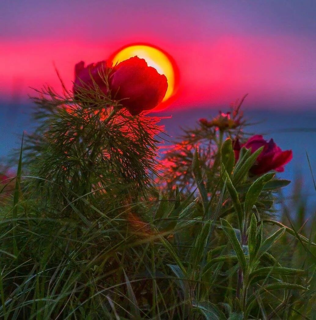 Лес река луна. Лунный пейзаж. Ночная природа. Чудесного вечера природа. Летняя ночь.
