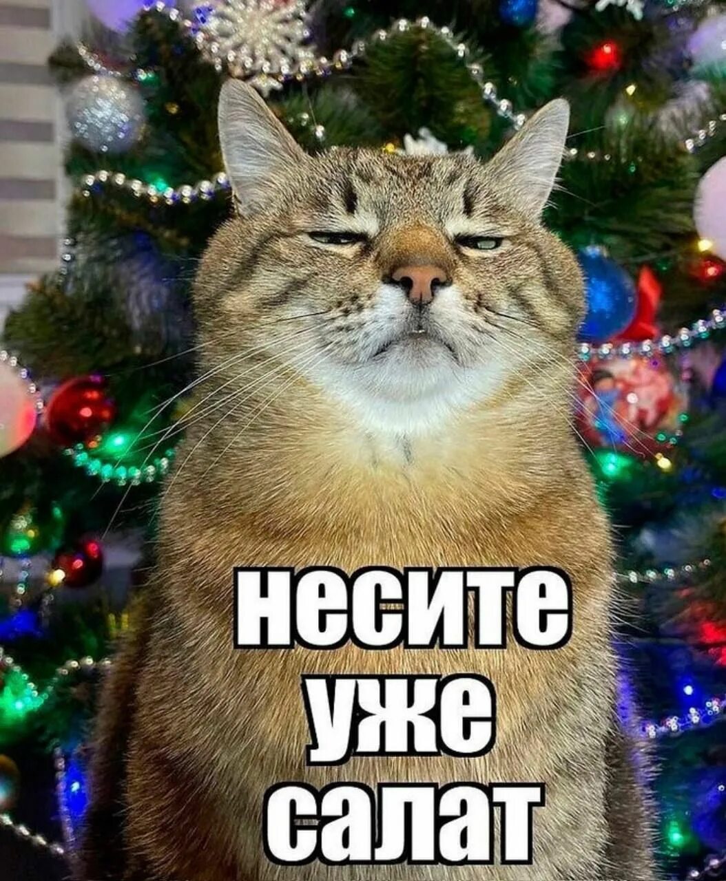 Кот с бокалом мем с новым годом Pin em Натуральный Memes de gatos, Fotos de gatos engraçados, Caretas de gato