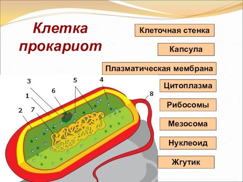 Прокариоты клеточной мембраны