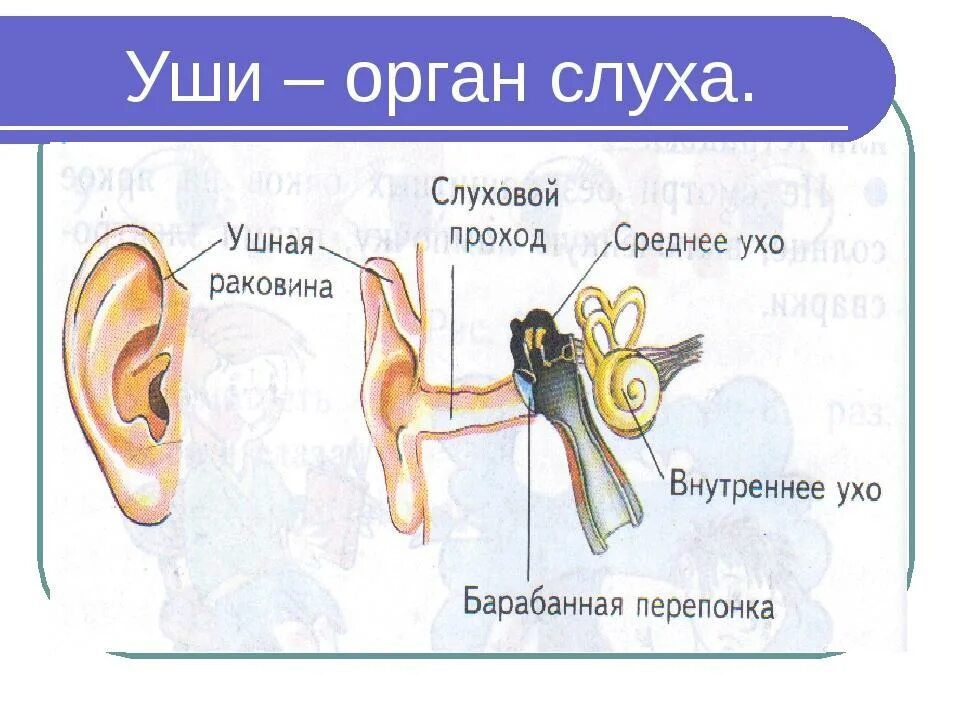 Опыты органы чувств. Органы чувств уши 3 класс окружающий мир. Уши орган слуха 3 класс окружающий мир. Строение органа слуха человека рисунок. Орган слуха 3 класс окружающий мир.