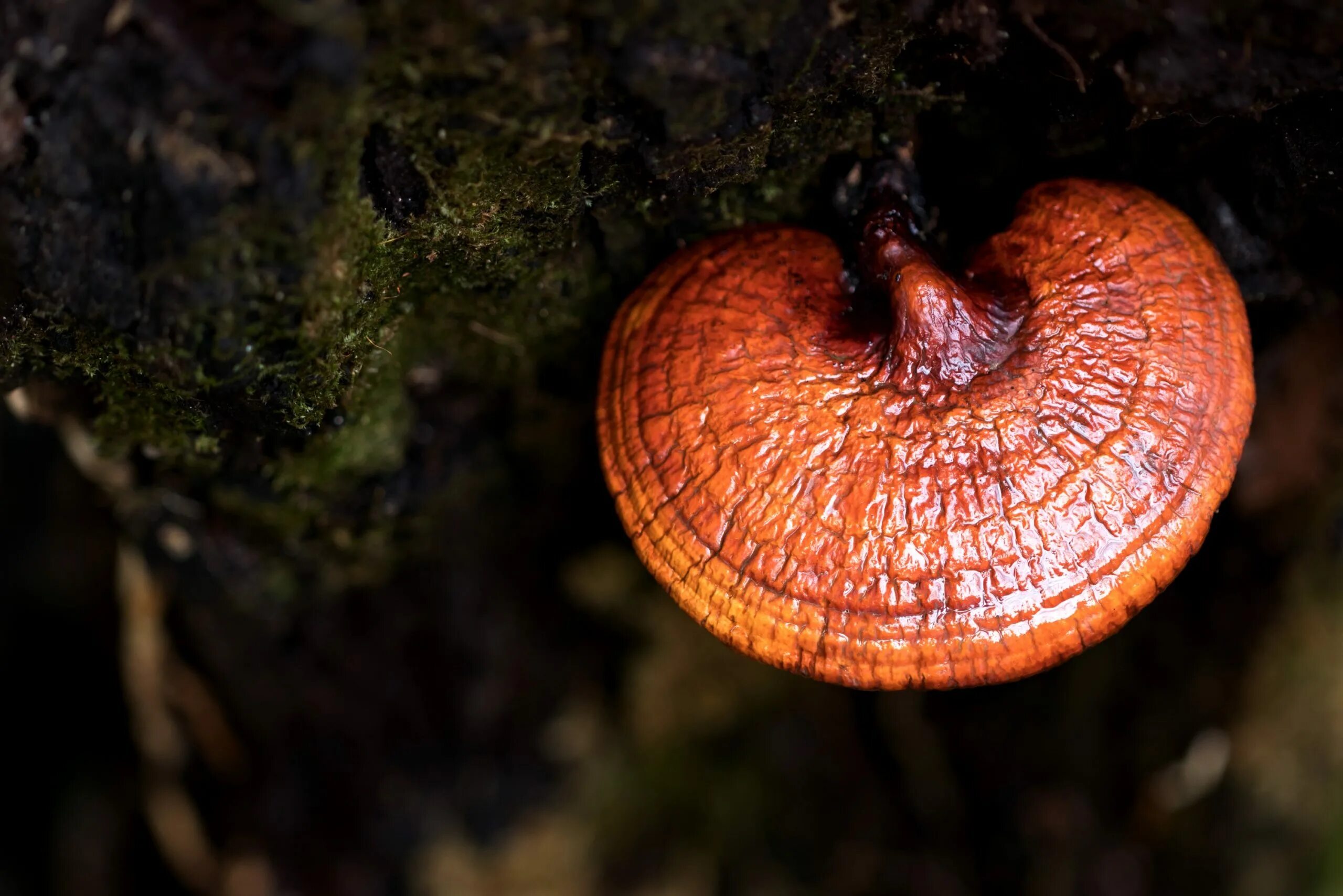 Ganoderma lucidum. Трутовик лакированный ganoderma lucidum. рейши (трутовик лакированный). гриб рейши трутовик. гриб ganoderma lucidum.