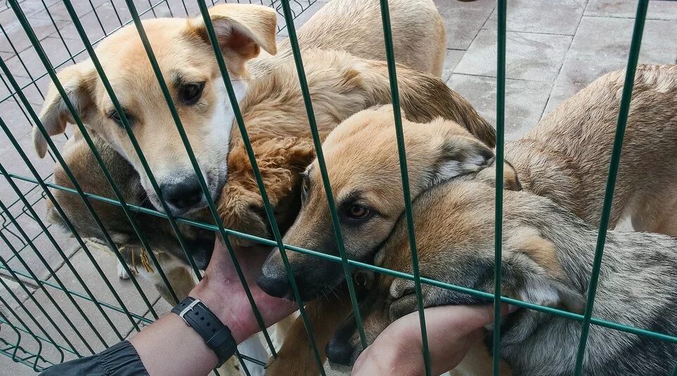 Приют для собак симферополь. Приют для животных. собачий приют. приют для бездомных животных. животные в приюте.