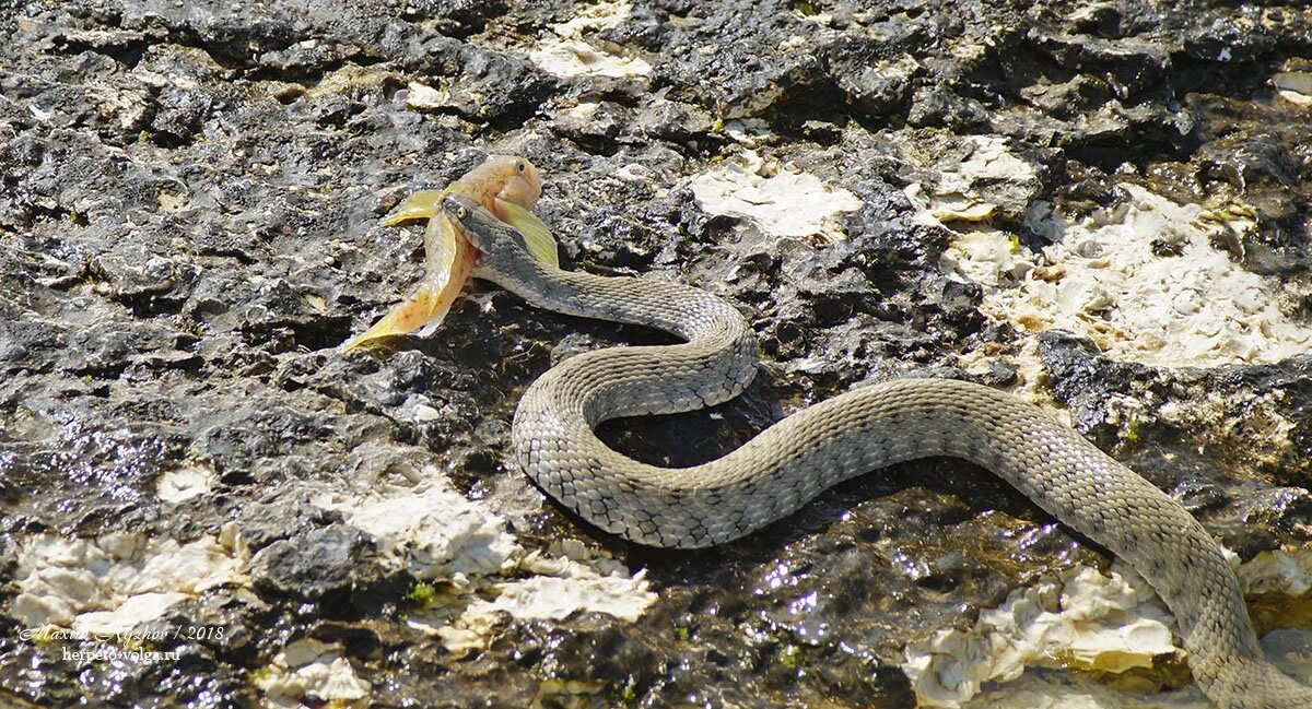 Змей астраханской области. Водяной уж (Natrix tessellata). Уж водяной Natrix tessellata (Laurenti, 1768),. Водяной уж Астрахань. Уж обыкновенный Астрахань.