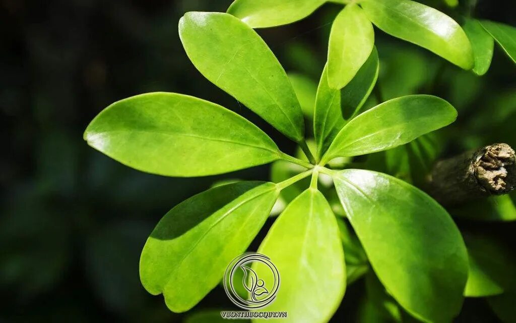 Шеффлера древесная. Шеффлера восььмилистеая. Шеффлера звездолистная. Эдема шеффлера. Шеффлера натуральная зелёная.