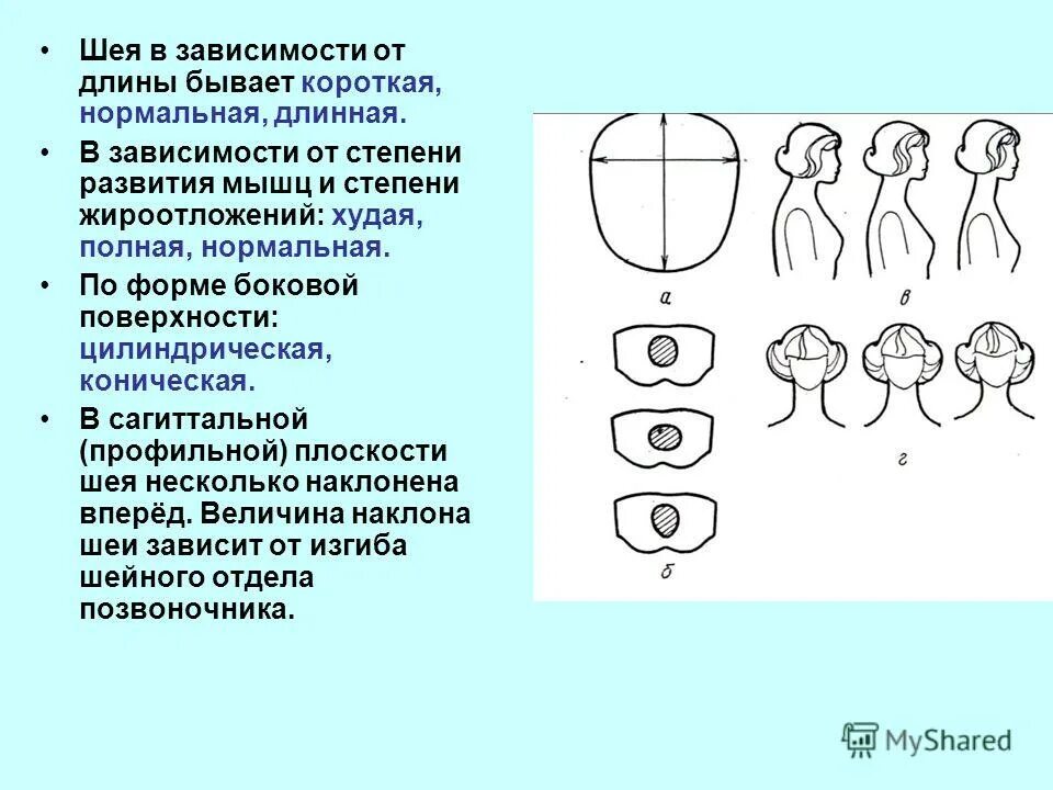 Форма шеи. Форма шеи у женщин. Короткая шея как определить. Форма шеи у женщин в норме.