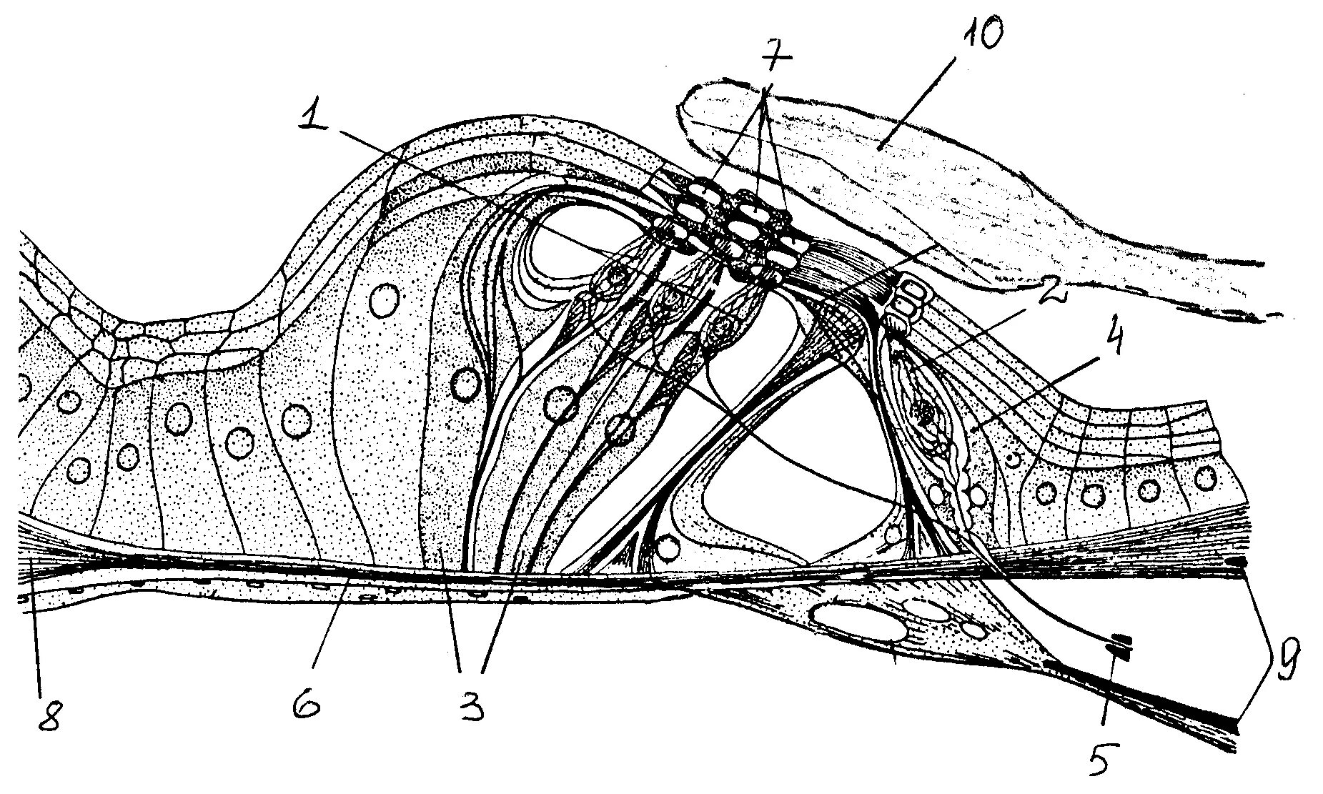 Кортиев орган слуха. Кортиев орган базилярная мембрана. Спиральный Кортиев орган. Орган слуха Кортиев орган гистология. Кортиев орган гистология схема.