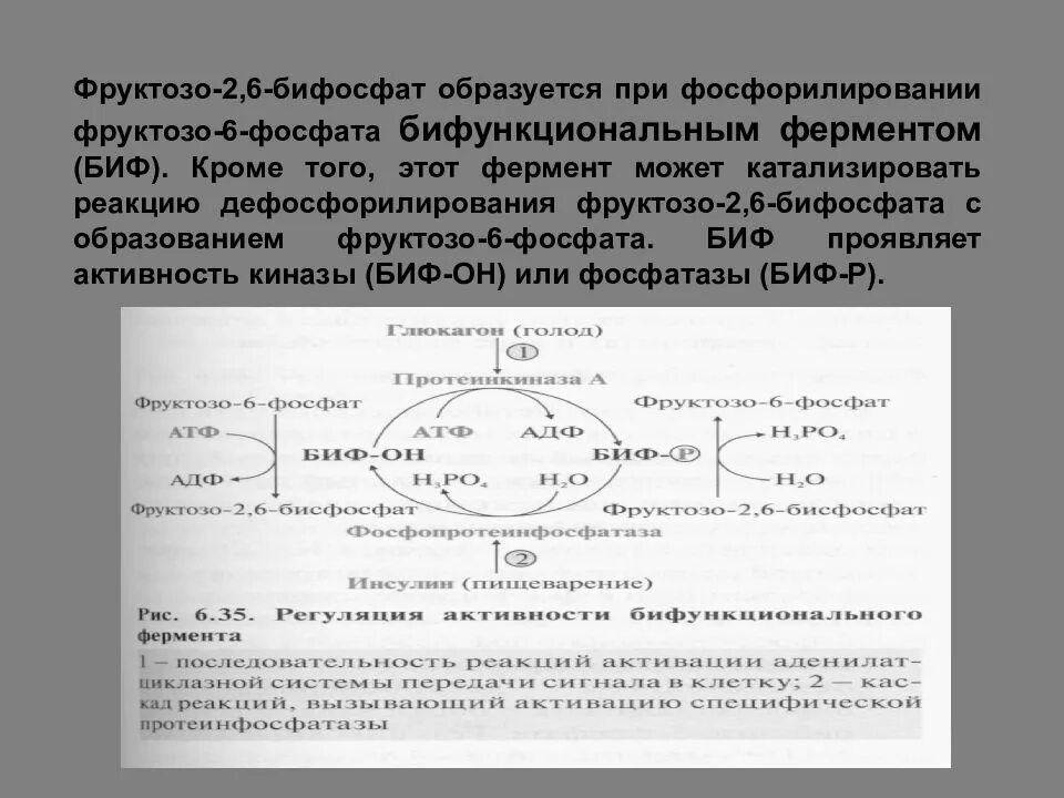 Образование фруктозо 2 6 бисфосфат. Фруктозо-2,6-бифосфат. Бифункциональный фермент биохимия. Бифункциональный фермент гликолиза. В результате которого появляется новая