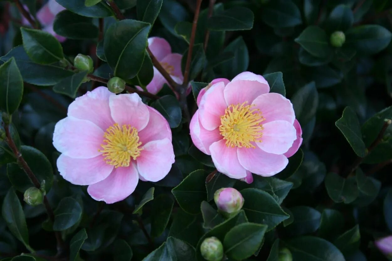 Камелия сорта. Камелия масличная. камелия масличная (camellia oleifera). camellia sasanqua. камелия сасанква пинк.