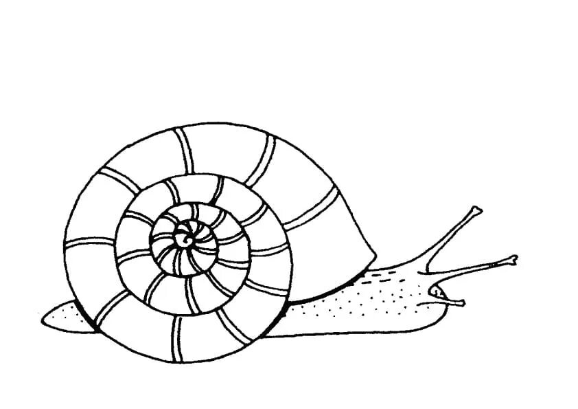 Улитка распечатать. Улитка раскраска. Улитка раскраска для детей. Улитка с домиком раскраска. Улитка раскраска для малышей.