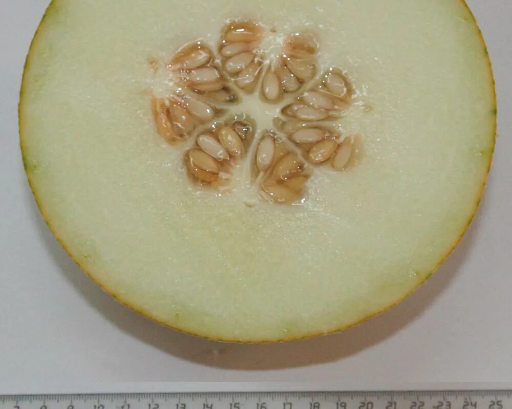 Дыня алтын f1. Дыня алтын гавриш. Семена дыни алтын. Дыня алтын. Дыня алтын f1 1000се.