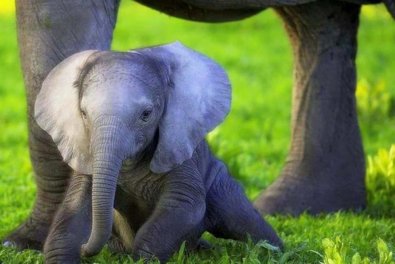 Funny elephant. Слоненок. Красивый Слоник. Маленький Слоненок. Маленькие слоны.