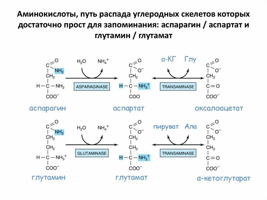 Пути распада. Схема распада аминокислот биохимия. Общая схема распада аминокислот. Катаболизм аспартата биохимия. Общая схема путей распада аминокислот..