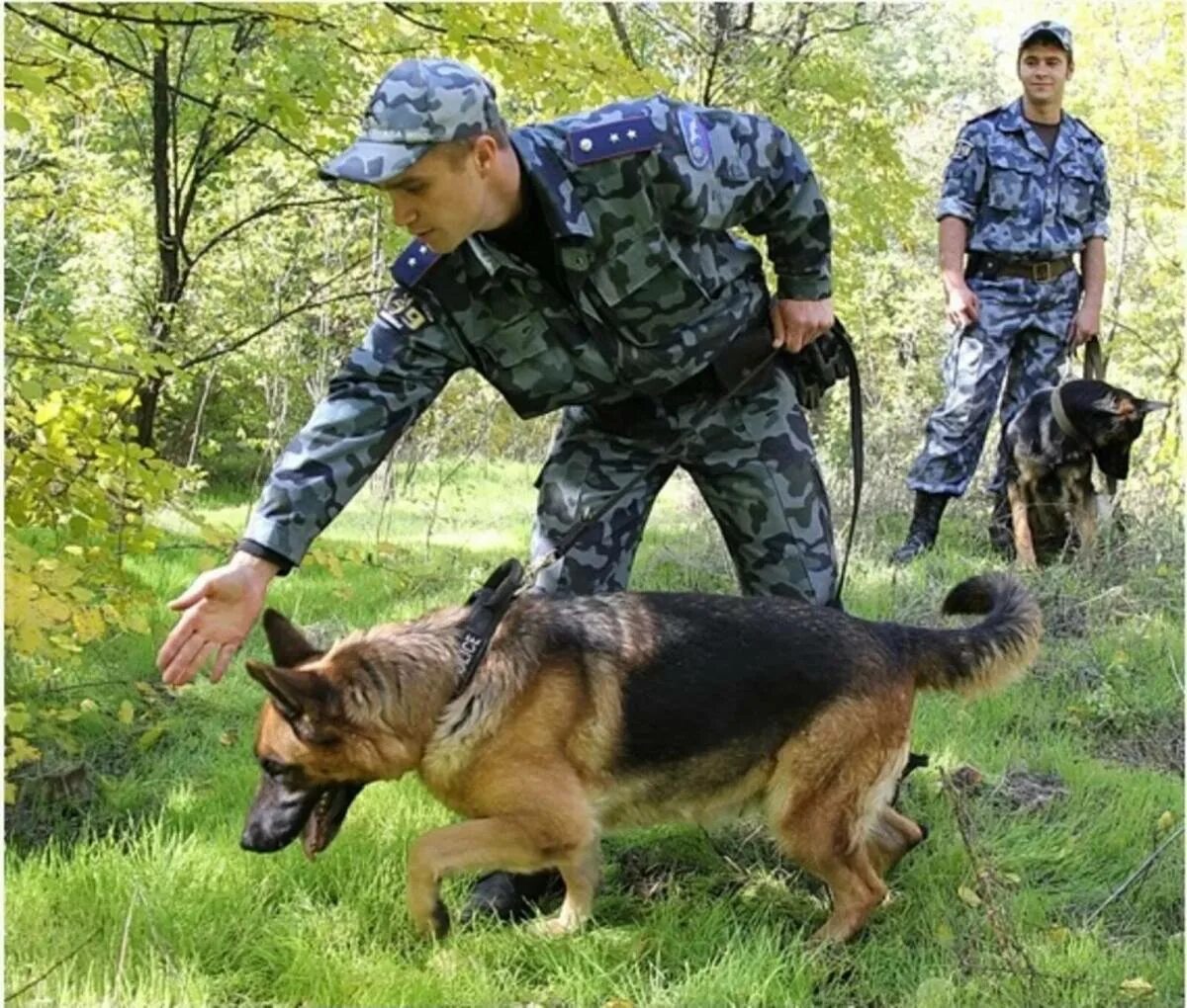 Охранные собаки. Спасатель кинолог мчс профессия. Немецкая овчарка служебная. Полицейский с собакой. Служебный кинолог.
