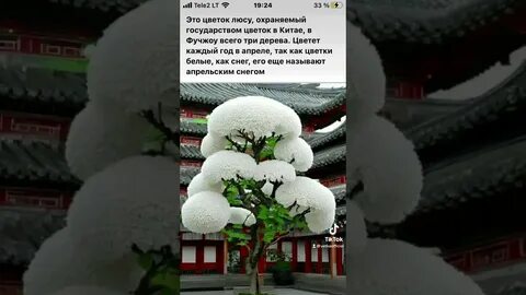 Китайское дерево люсу
