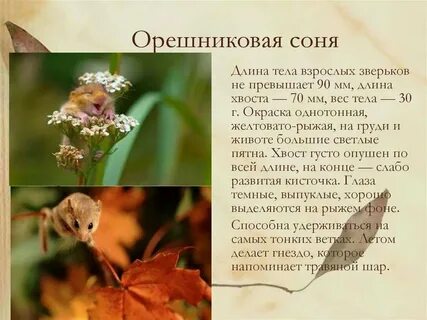 Опиши соню