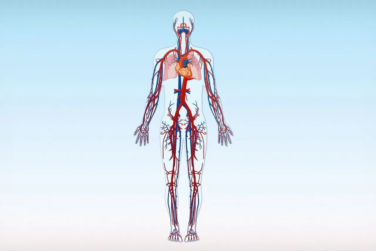 Артерии и вены тела. Кровеносная система человека. Анатомия крвоеностая система чел. Кровяная система человека. Кровеносная система организма человека.