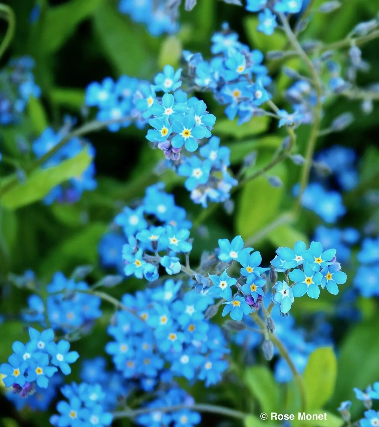 Незабудка Садовая голубая. Незабудка Лесная Myosotis sylvatica. Незабудка Альпийская синяя корзинка. Незабудка Садовая голубая двулетник. Глаза незабудки