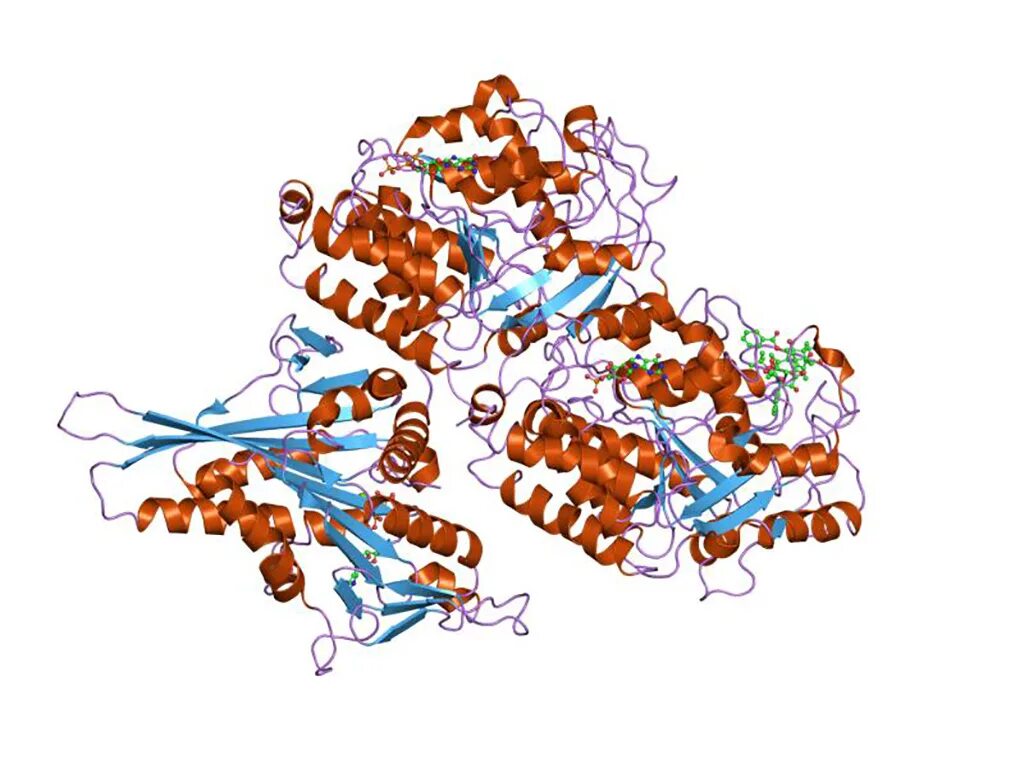 Тубулин моторный белок. Тубулин структура белка. Глобулярная структура белка. Доменные белки. Домен доменные белки