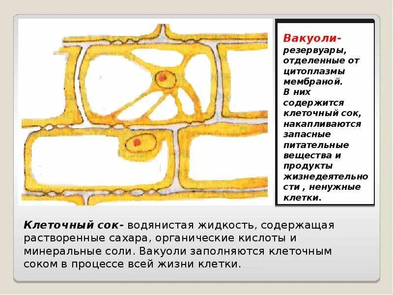 Жидкость содержащая в клетках. Клеточный сок в клетках растений накапливается в. клеточный сок растительной клетки содержится. структура растительной клетки содержащая клеточный сок. растительный клеточный сок накапливается.