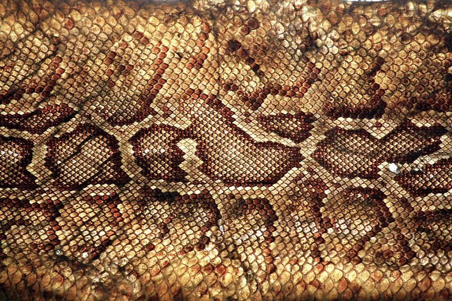 Snake pattern