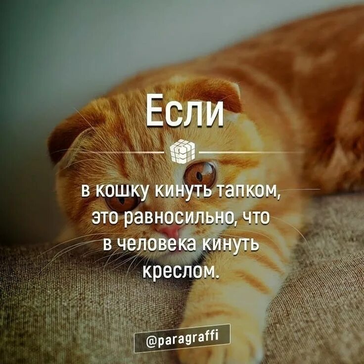 Кидает тапком