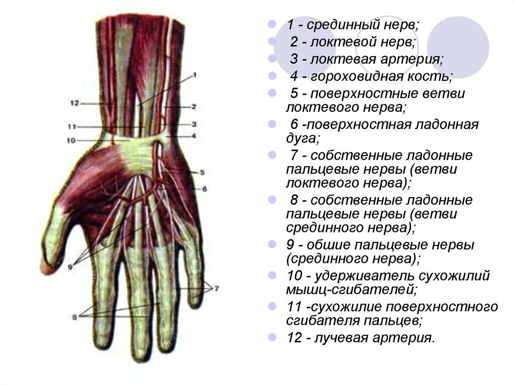 Ветви срединного нерва