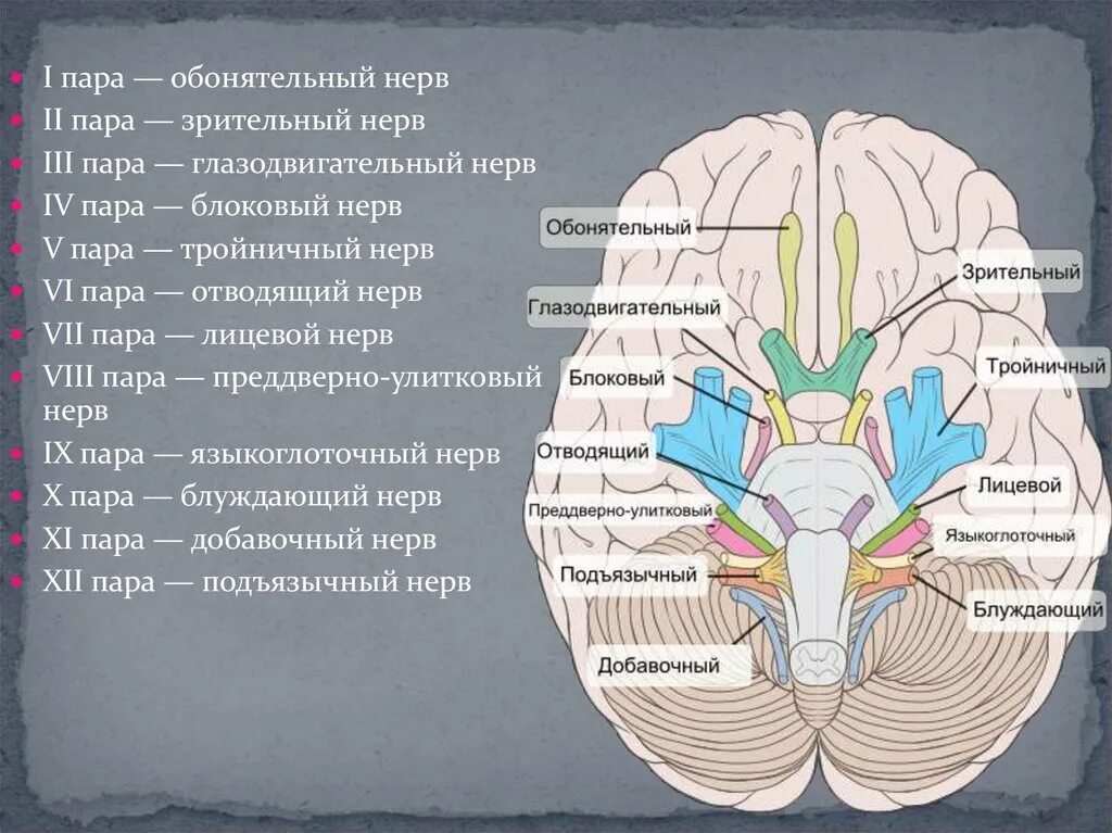 Количество черепных нервов. Черепно-мозговые нервы 12. ЧМН 12 пар. 12 Пар черепных нервов схема. 12 Пар черепно мозговых нерв.