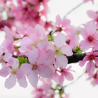 Яблоня Цветущая розовыми цветами.