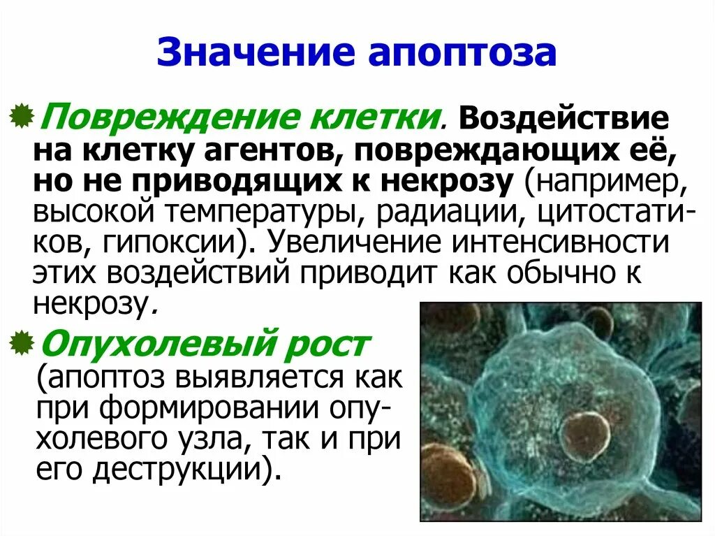 Апоптоз это в патологии кратко. Апоптоз презентация. Апоптоз процесс. Клеточный апоптоз. Апоптоз клеток это