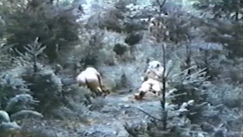 Отчет о ранней зрелости 1973