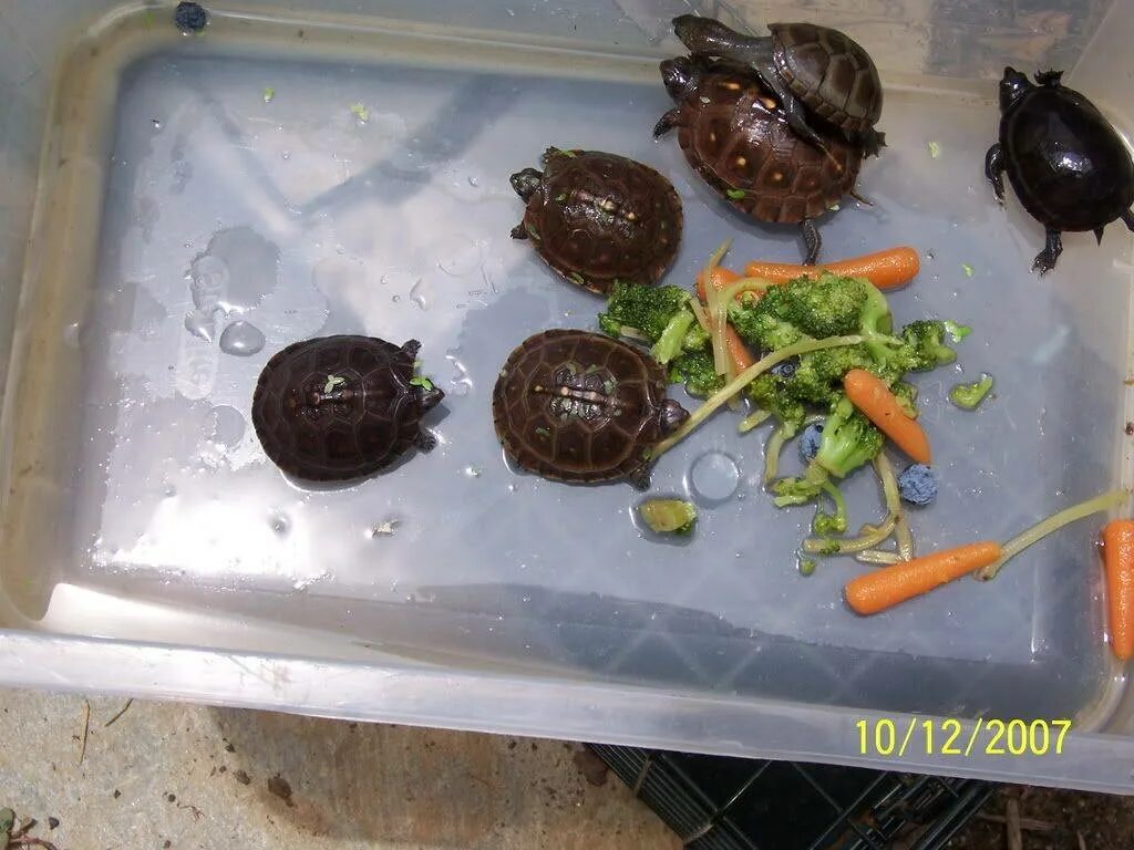 Еда красноухой черепахи. Красноухая черепаха маленькая сухопутная ?. Водные черепахи маленькие. Красноухая черепаха маленькая ест. Что едят красноухие черепахи.