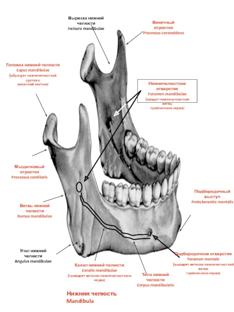 Canalis mandibulae анатомия. Processus coronoideus нижней челюсти. Венечный отросток нижней челюсти анатомия. Крыловидная бугристость нижней челюсти.
