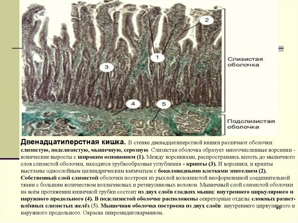 Подслизистая оболочка. Пикроиндигокармин. Якорные ворсинки препарат. Подслизистой оболочки кишечника овец.