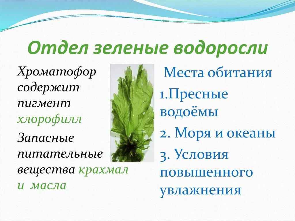 Характеристики для описания зеленых водорослей. Отдел зеленые водоросли. Зелёные водоросли характеристика. Пигменты зеленых водорослей. Отдел зеленые водоросли пигменты.