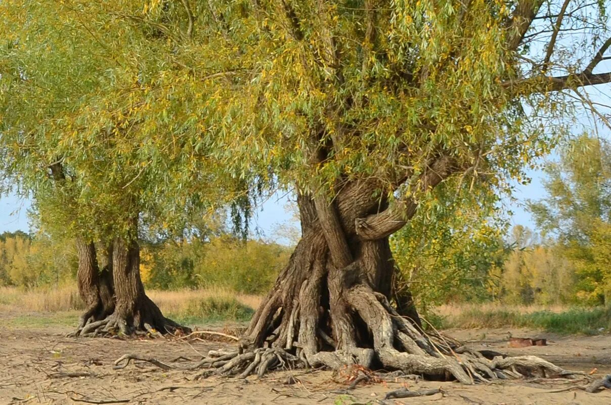 Image result for willow tree roots Tree, Tree roots, Willow tree