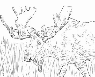Рисунок лося