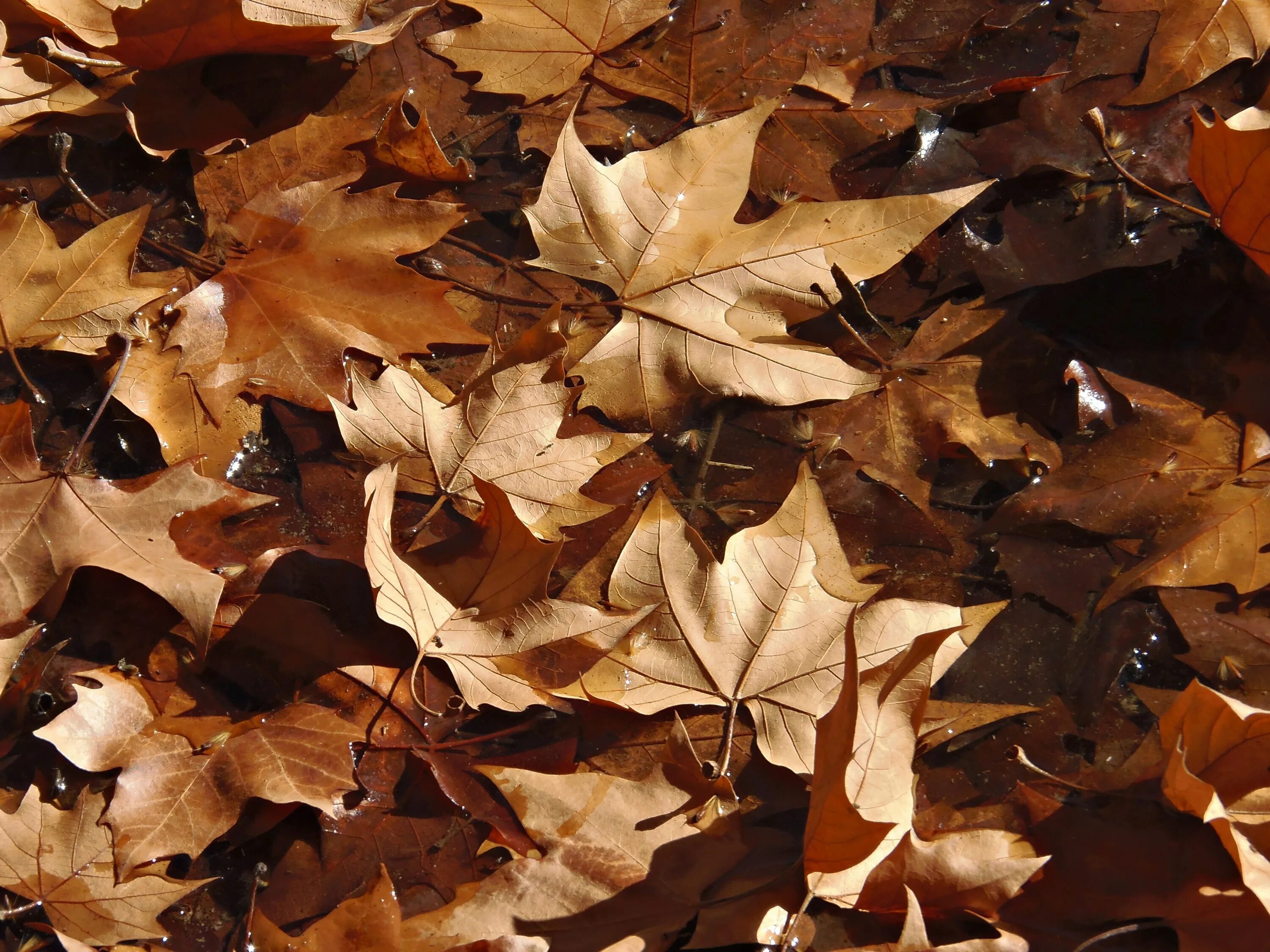 Brown фото. Коричневые листья. Коричневый фон. Осенние листья коричневые. Коричневый в природе.