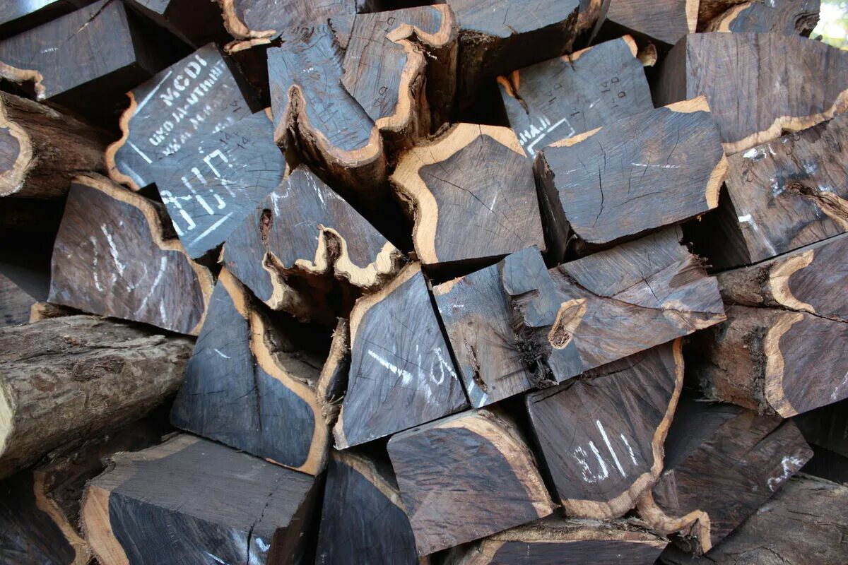 Азобе древесина. Дерево Азобе африканское. African Blackwood. Азобе железное дерево. T me buy logs