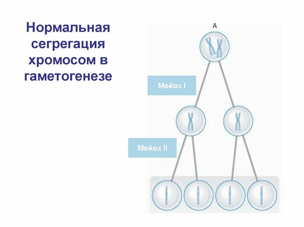 Сегрегационная функция хромосом. Схема аномальной сегрегации хромосом. Сегрегация хромосом в мейозе. Аномальная сегрегация хромосом в мейозе.