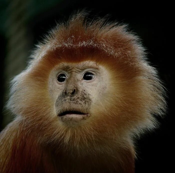 стрижка под мартышку фото. стрижка под мартышку. обезьянка с красивыми глазами. стрижка под мартышку. эбони лангур.