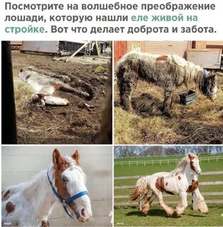 Спасите коня