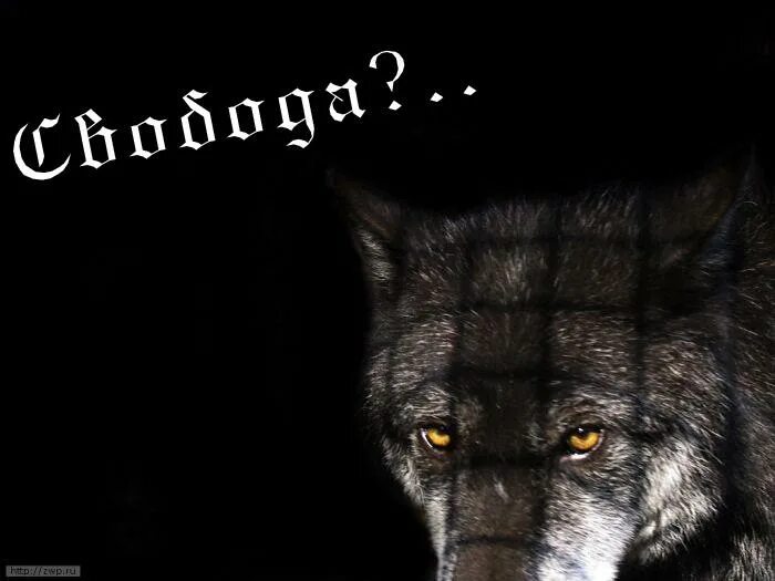 Ночь порвет