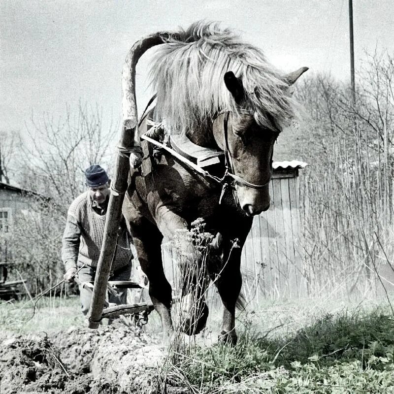 Старая лошадка